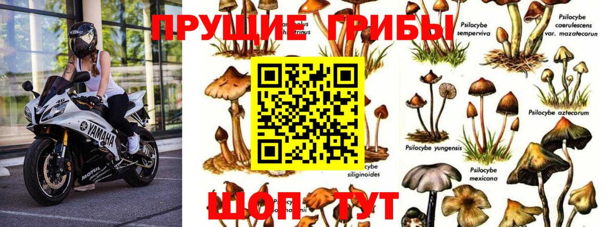 что такое   Вход с VPN  Галлюциногенные грибы Cubensis  Воскресенск  Галлюциногенные грибы Cubensis 